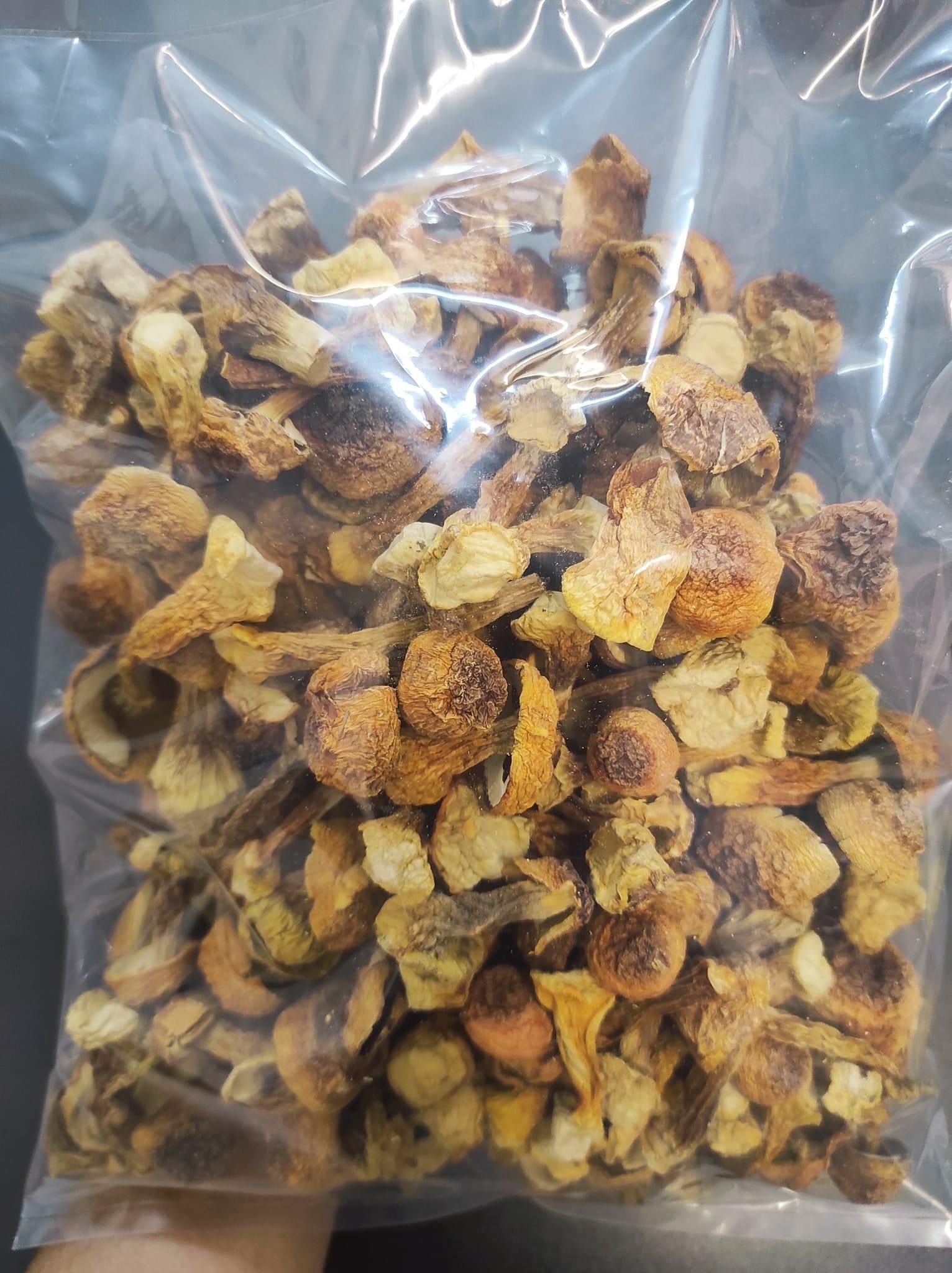 姫松茸-02