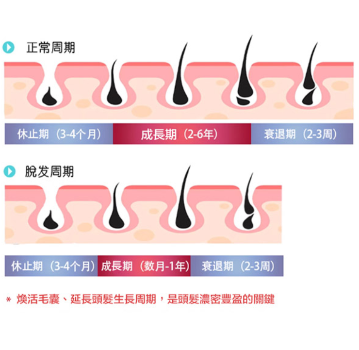 2Newmo育髮精華-3